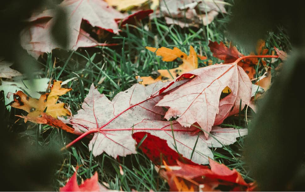 Herbstblätter