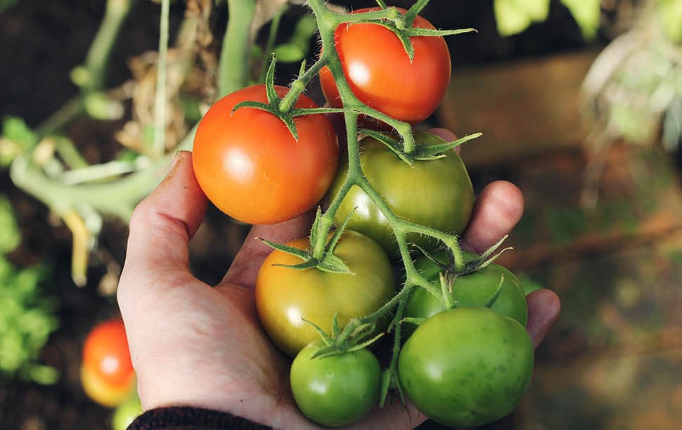 Tomaten Gemüsegarten